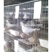 Steel Racing Pigeon Cages d&#39;élevage à vendre